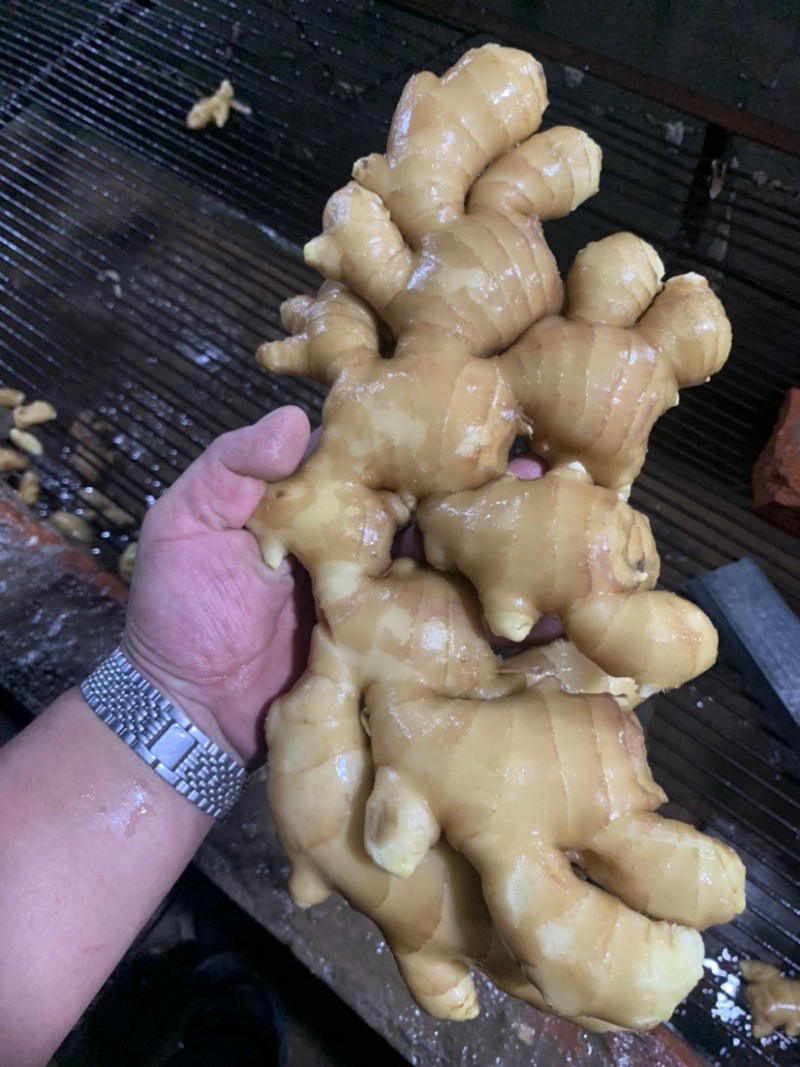 唐山顺盈姜业主营：土姜，水洗姜干姜！产区直供