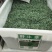 野牛草种子护坡固土草坪草种籽矮生四季长青耐旱耐寒可做牧草