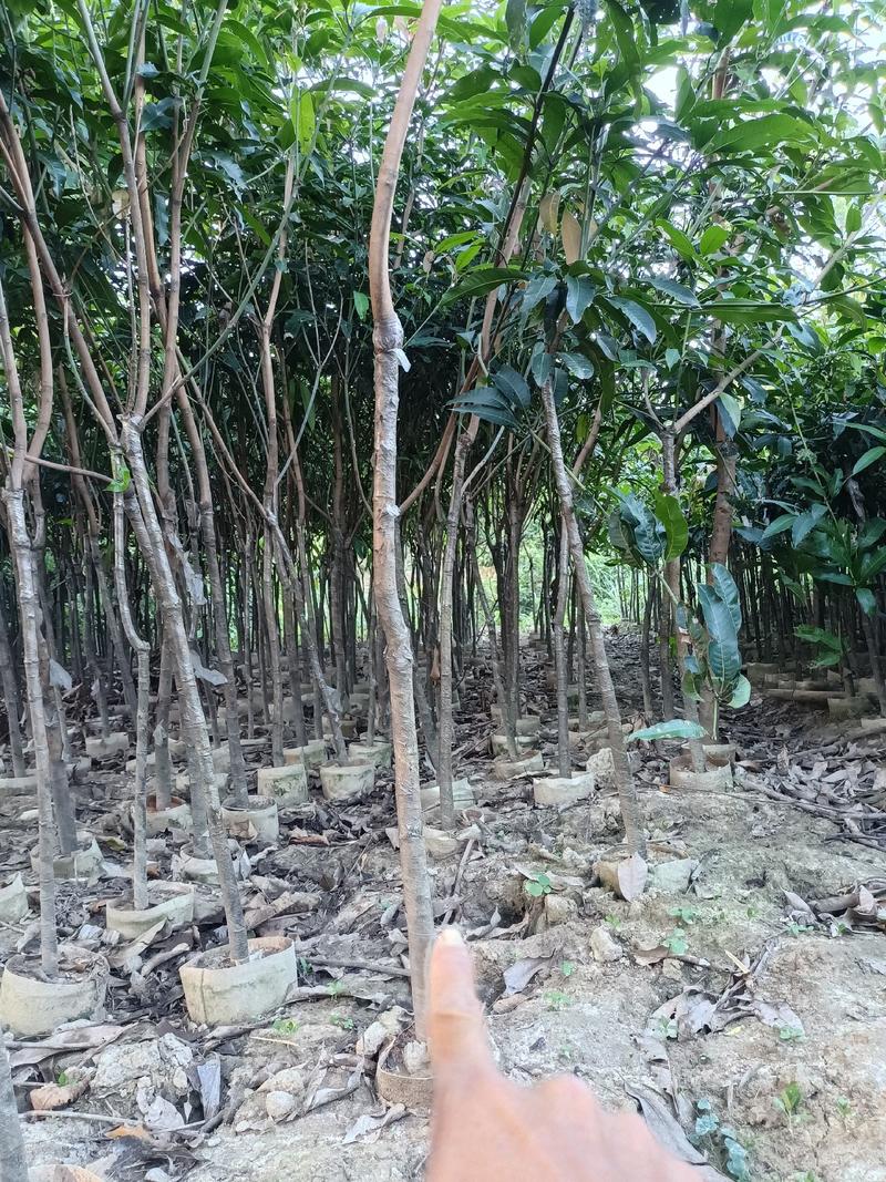 芒果绿化树实生袋苗地径3--5公分