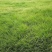 野牛草种子护坡固土草坪草种籽矮生四季长青耐旱耐寒可做牧草