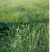 野牛草种子护坡固土草坪草种籽矮生四季长青耐旱耐寒可做牧草