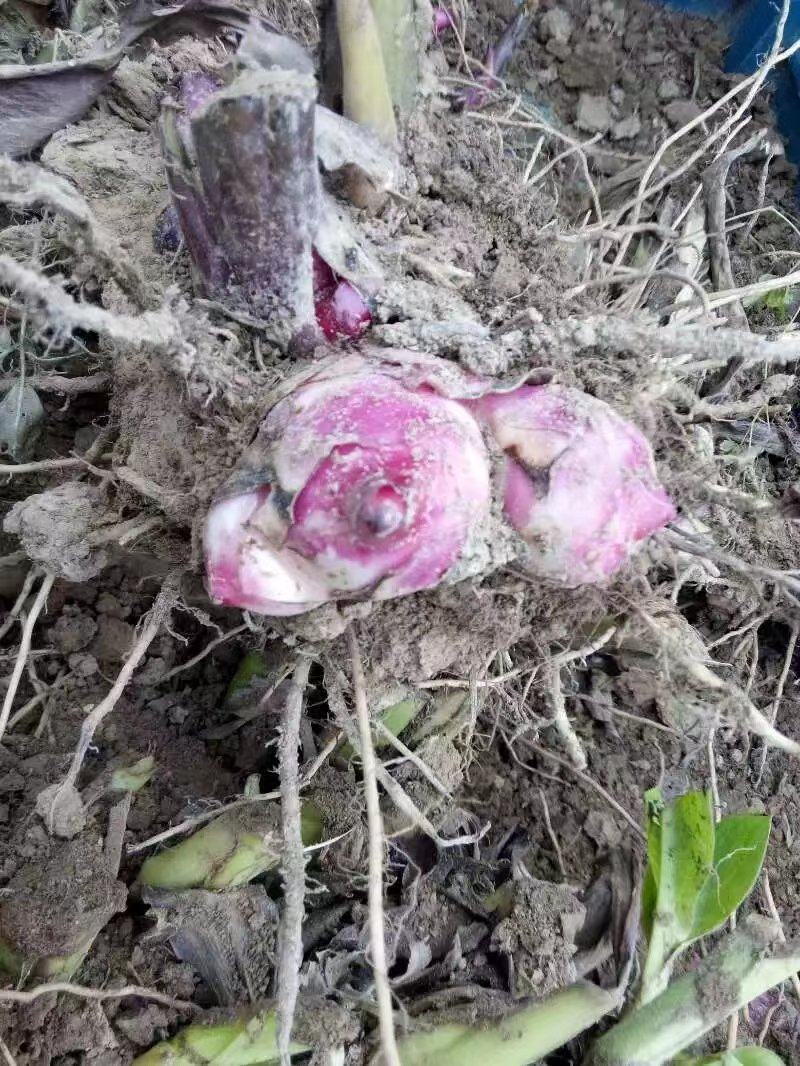 美人蕉，产地直发，质量保证全国发货，欢迎进店联系