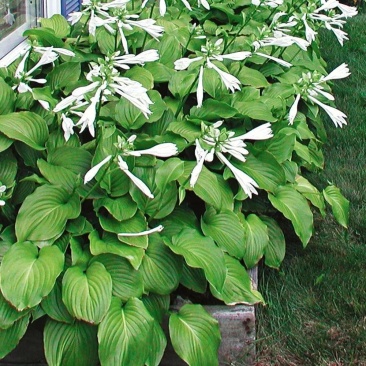 四季种植阳台庭院绿植植物盆栽花卉耐寒玉簪种子白玉簪白萼白