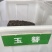 四季种植阳台庭院绿植植物盆栽花卉耐寒玉簪种子白玉簪白萼白