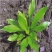 四季种植阳台庭院绿植植物盆栽花卉耐寒玉簪种子白玉簪白萼白