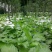 四季种植阳台庭院绿植植物盆栽花卉耐寒玉簪种子白玉簪白萼白