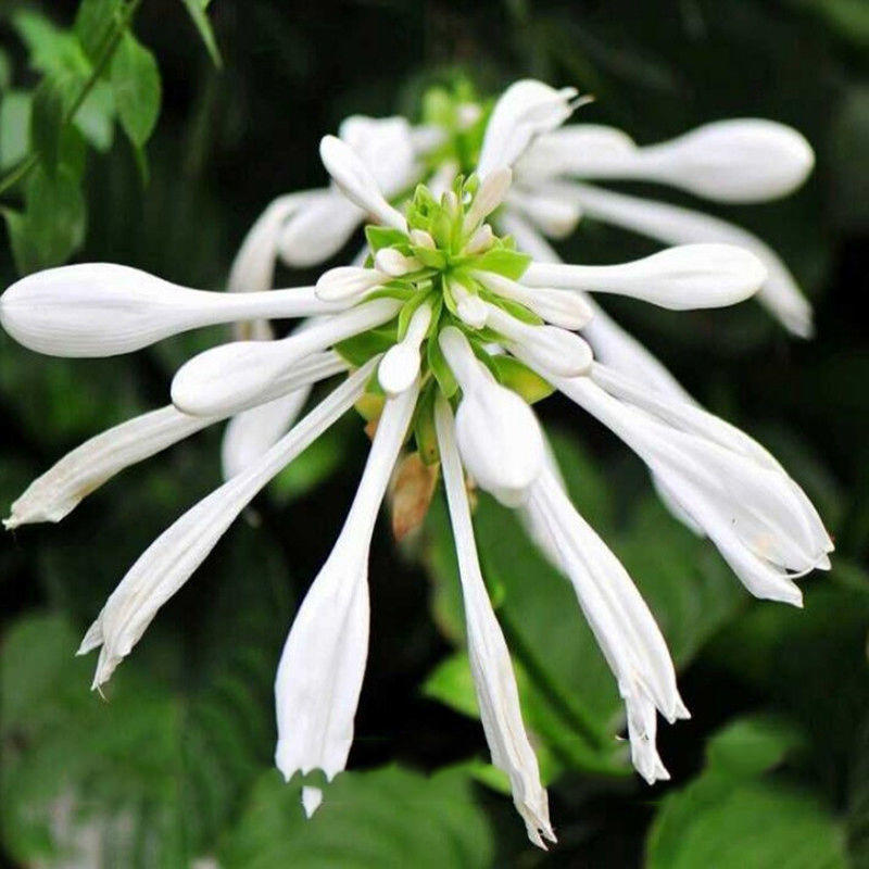 四季种植阳台庭院绿植植物盆栽花卉耐寒玉簪种子白玉簪白萼白
