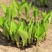 四季种植阳台庭院绿植植物盆栽花卉耐寒玉簪种子白玉簪白萼白