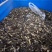 四季种植阳台庭院绿植植物盆栽花卉耐寒玉簪种子白玉簪白萼白