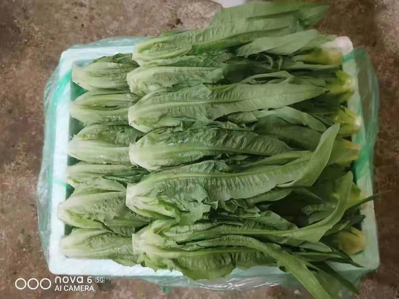 河北邯郸黄瓜大量有货，有需要联系，另有多种蔬菜配车