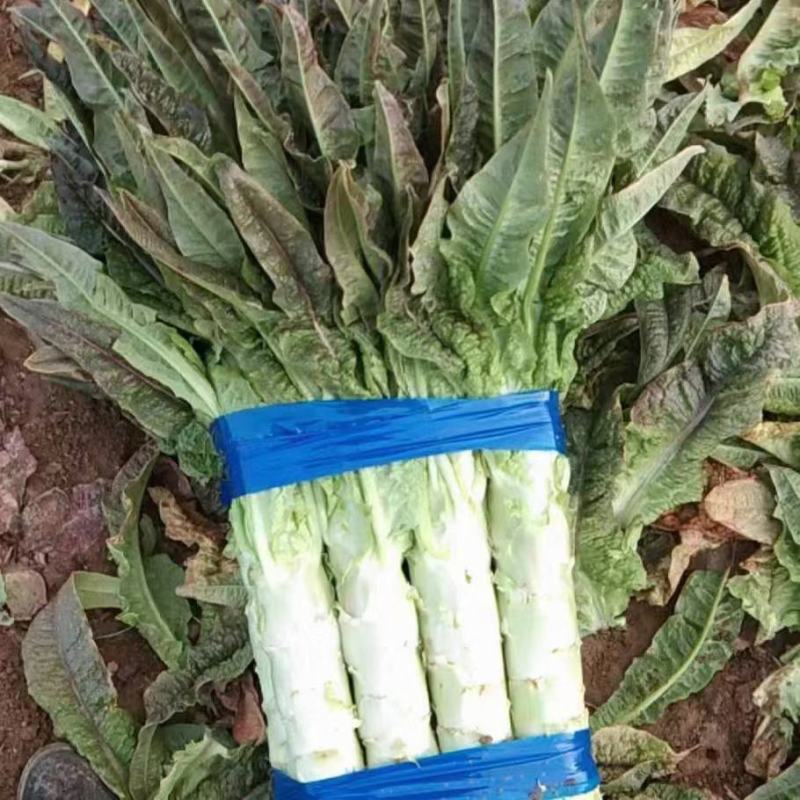 河北邯郸黄瓜大量有货，有需要联系，另有多种蔬菜配车