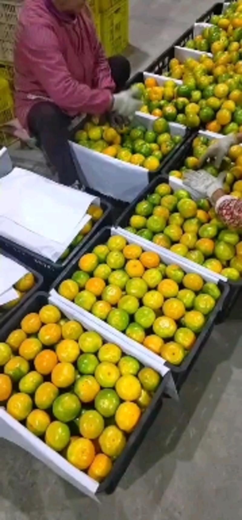 云南高山蜜橘柑桔品种齐全实力供应一手货源欢迎市场电商考察