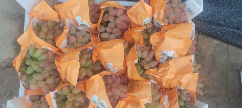 精品冷棚茉莉香半斤串口感18个以上欢迎致电咨询
