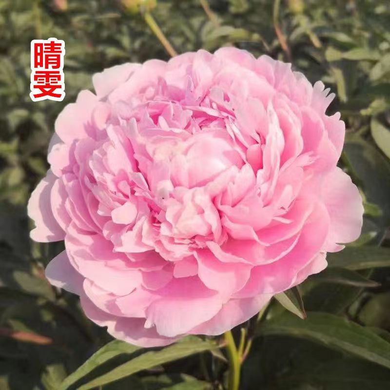 观赏芍药菏泽基地直供支持视频看货来电优惠包邮到家千层观赏