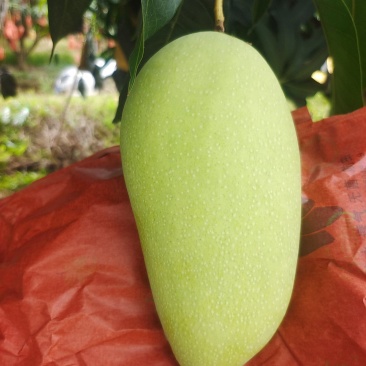 大量金煌芒