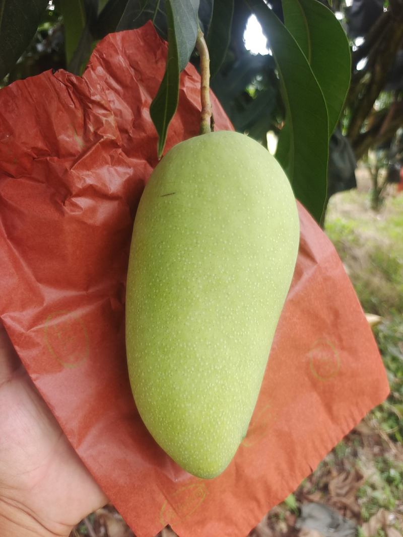大量金煌芒