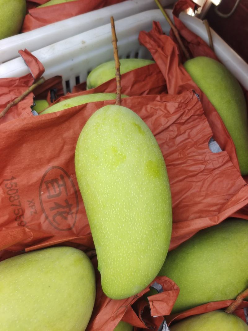 大量金煌芒