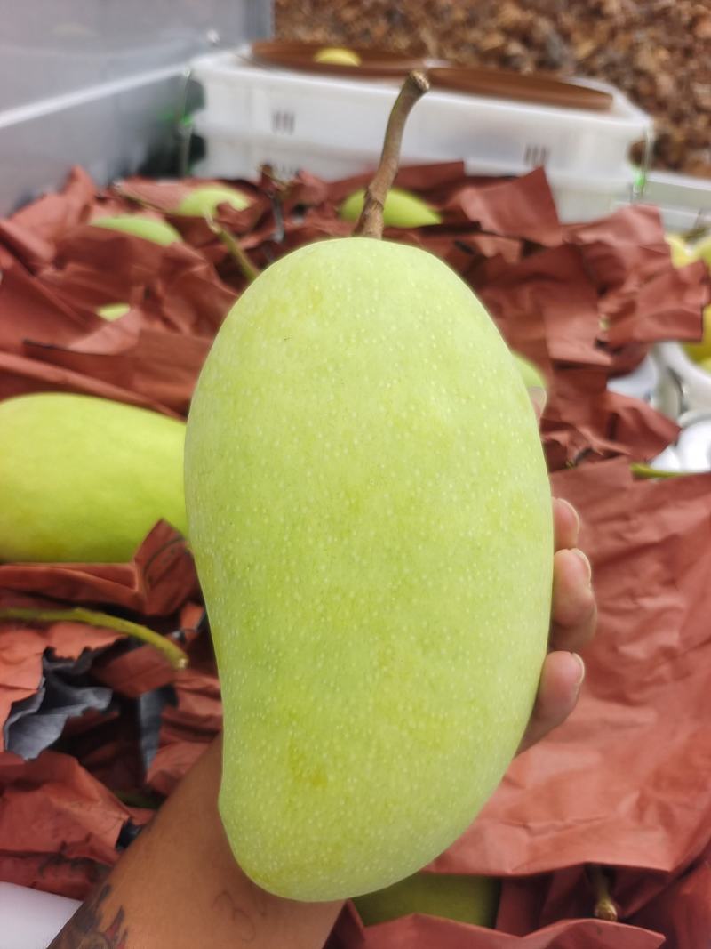 大量金煌芒