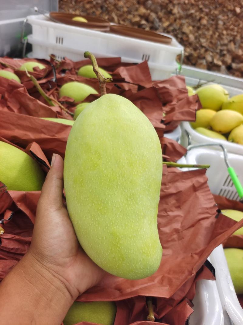 大量金煌芒