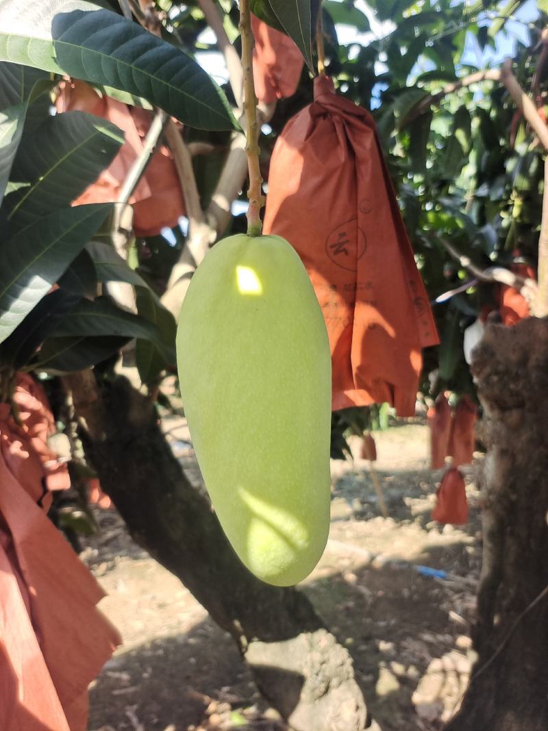 大量金煌芒