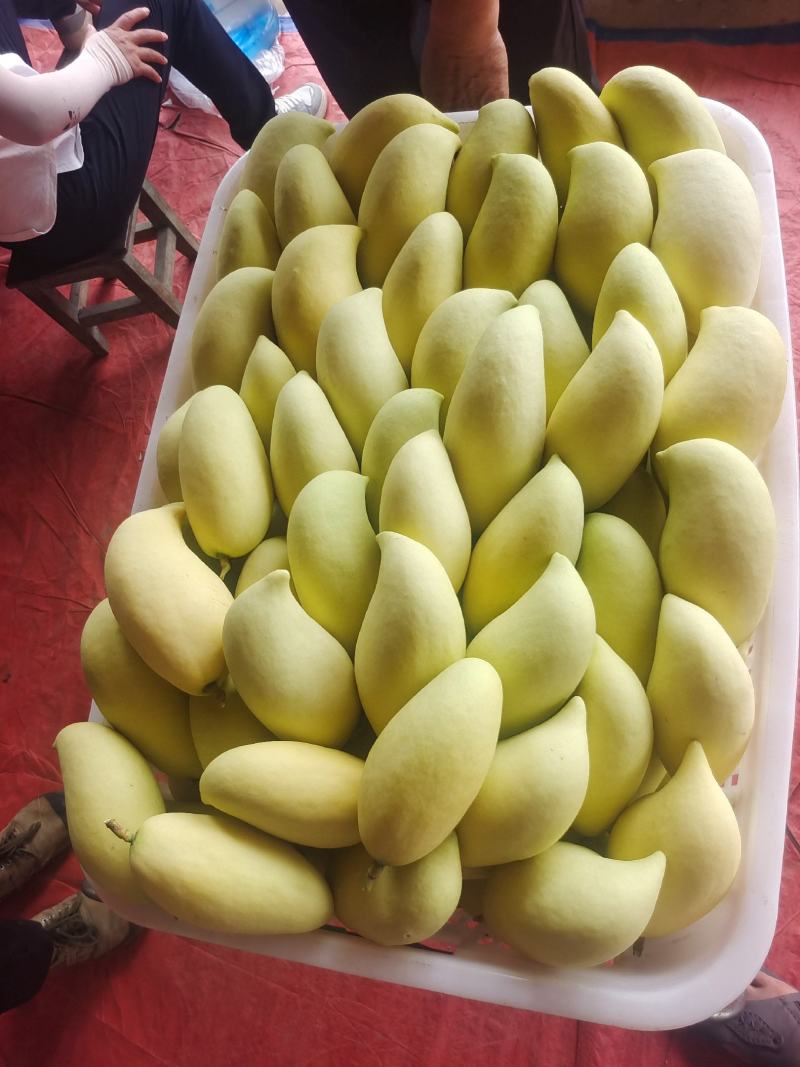 大量鹰嘴芒