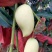 大量鹰嘴芒