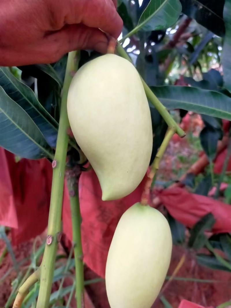大量鹰嘴芒