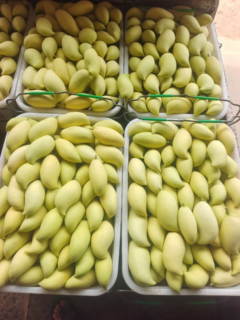 大量鹰嘴芒