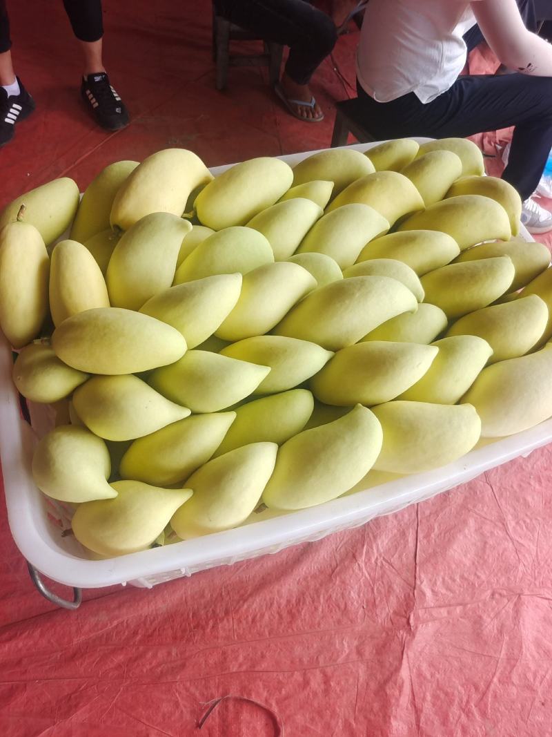 大量鹰嘴芒