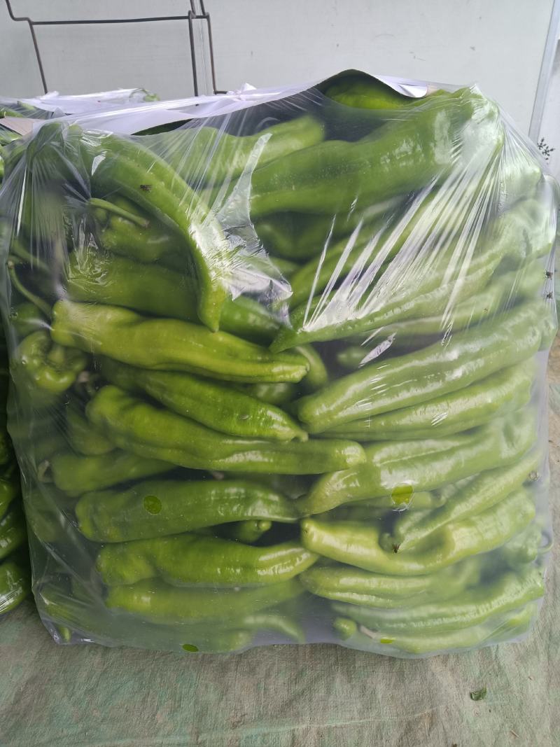 尖椒，陇椒