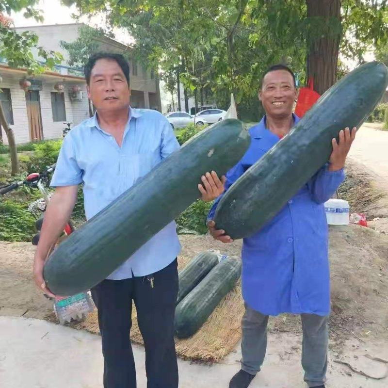 黑皮冬瓜郸城黑皮冬瓜河南黑皮冬瓜产地直供农户自种新鲜直采