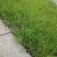 狗尾巴草种子野草种杂草种籽狗尾草种子耐旱绿化观赏草籽护坡