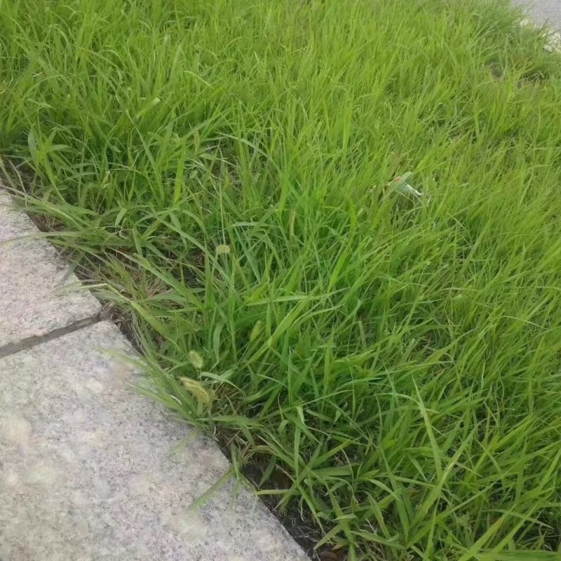 狗尾巴草种子野草种杂草种籽狗尾草种子耐旱绿化观赏草籽护坡