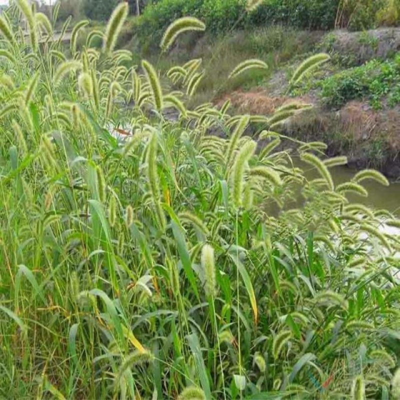 狗尾巴草种子野草种杂草种籽狗尾草种子耐旱绿化观赏草籽护坡