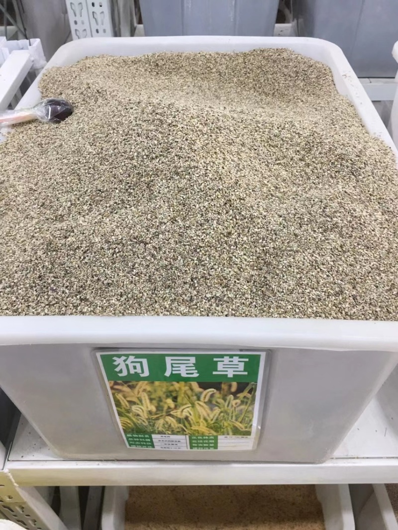 狗尾巴草种子野草种杂草种籽狗尾草种子耐旱绿化观赏草籽护坡