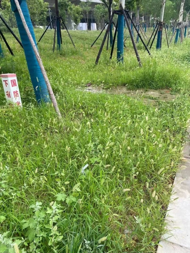 狗尾巴草种子野草种杂草种籽狗尾草种子耐旱绿化观赏草籽护坡