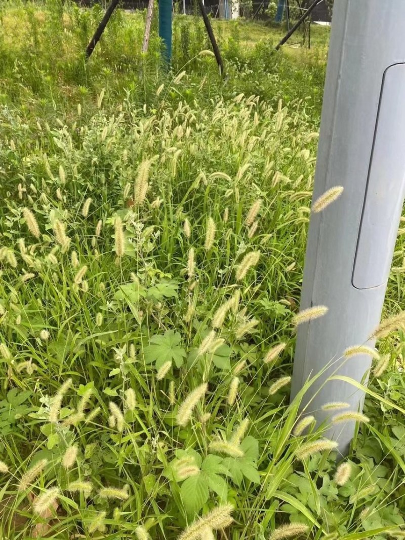 狗尾巴草种子野草种杂草种籽狗尾草种子耐旱绿化观赏草籽护坡