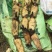 湖北新藕,精品鄂莲六号质优物美,诚信经营,互利共赢。