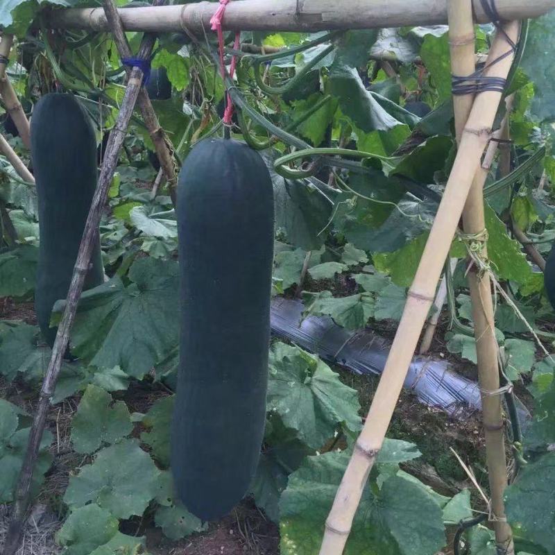 周口黑皮冬瓜郸城吊冬瓜现摘现发农户自种产地直发大吨位供货