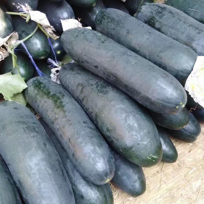 周口黑皮冬瓜郸城吊冬瓜现摘现发农户自种产地直发大吨位供货