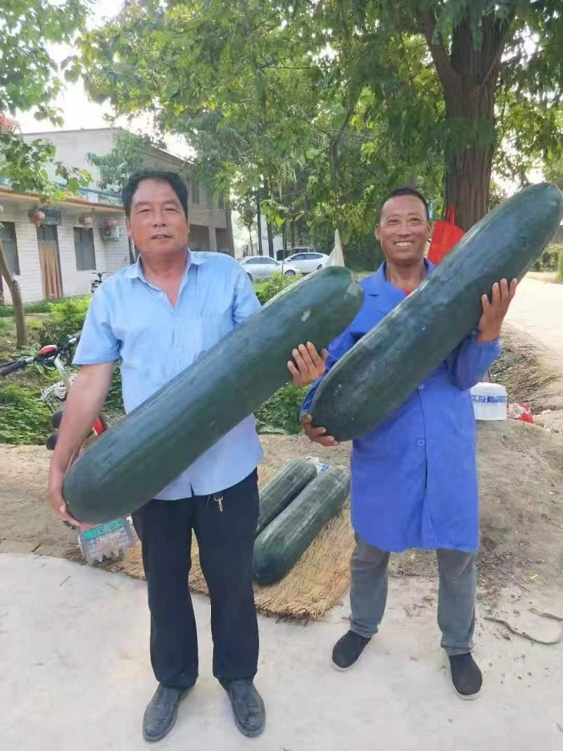 周口黑皮冬瓜郸城吊冬瓜现摘现发农户自种产地直发大吨位供货