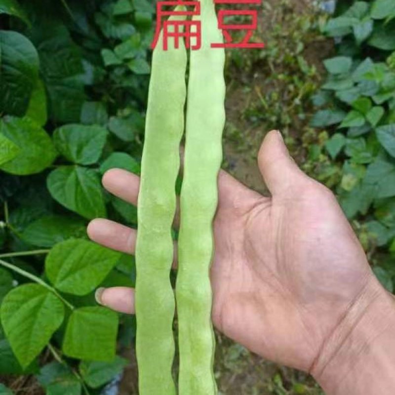 扁豆，小金豆