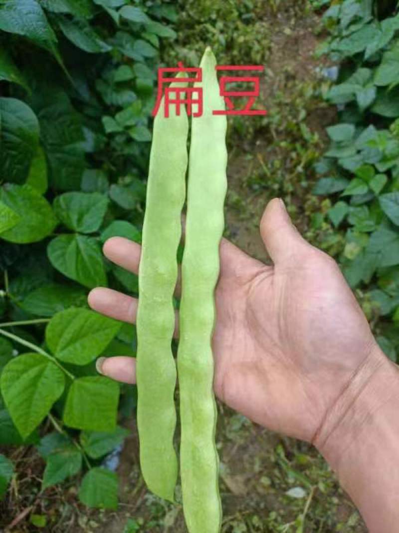 扁豆，小金豆