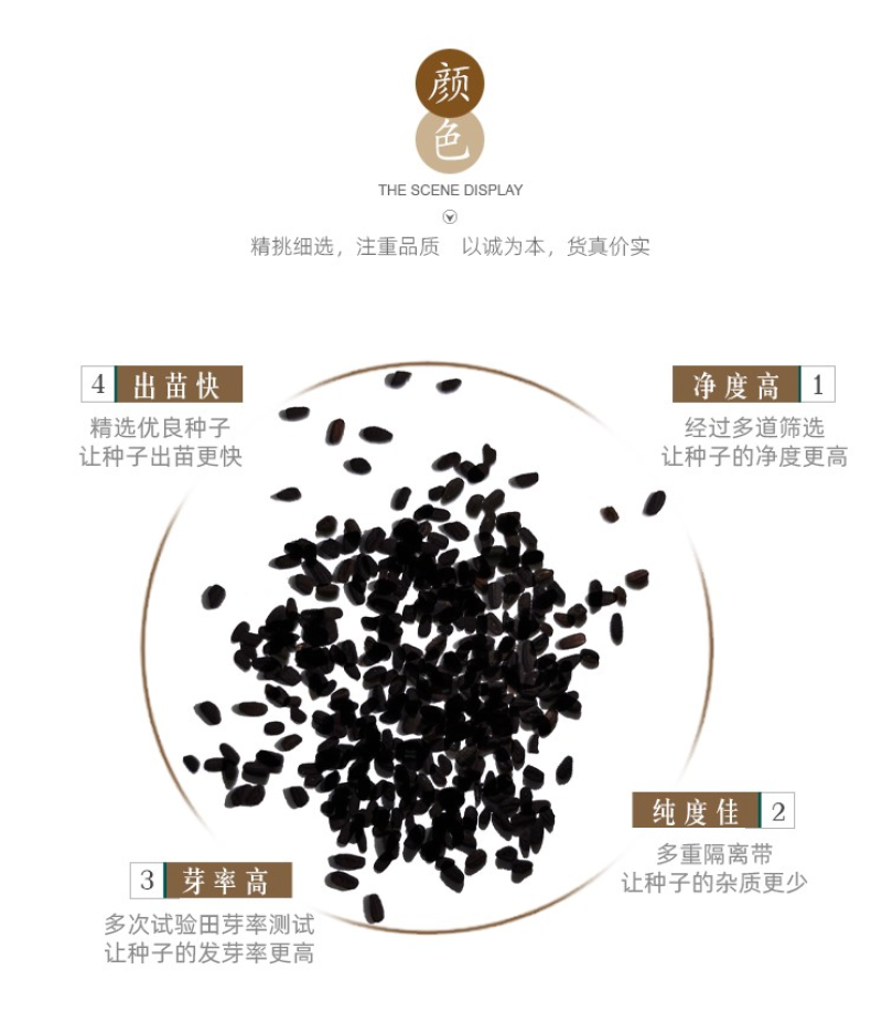 耐寒花种长春花种子日日春天天开种子四季开花易活花籽庭院