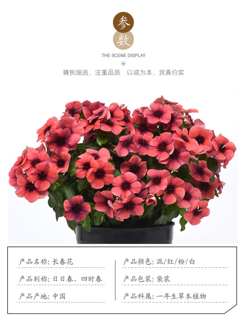 耐寒花种长春花种子日日春天天开种子四季开花易活花籽庭院