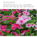 耐寒花种长春花种子日日春天天开种子四季开花易活花籽庭院