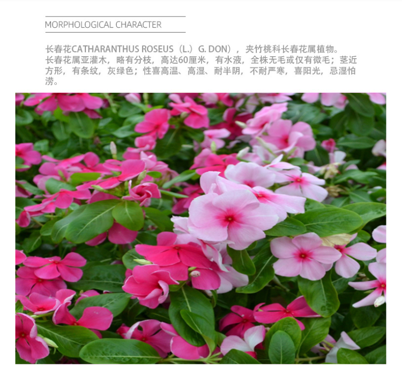 耐寒花种长春花种子日日春天天开种子四季开花易活花籽庭院