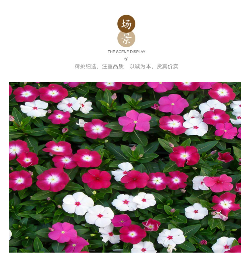 耐寒花种长春花种子日日春天天开种子四季开花易活花籽庭院