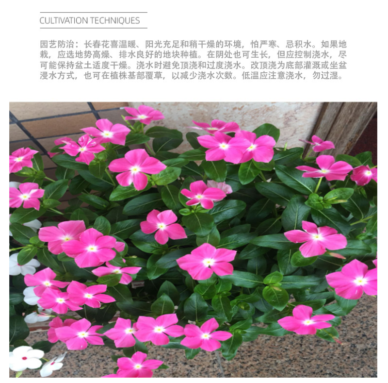 耐寒花种长春花种子日日春天天开种子四季开花易活花籽庭院