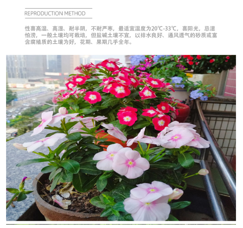 耐寒花种长春花种子日日春天天开种子四季开花易活花籽庭院